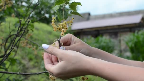 Girl Picks Currant Bush — Stock Video