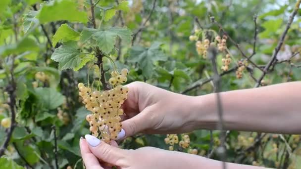 Дівчина Вибирає Смородину Куща — стокове відео