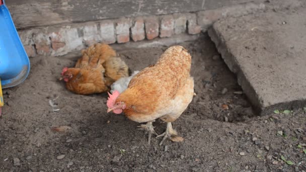 Tavuklar Horozlar Çiftliğin Bahçesinde Yürür — Stok video