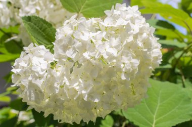 Ortanca çiçekleri güneşli bir yaz gününde açar.