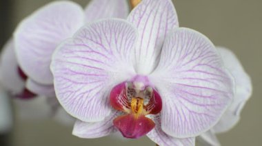 Çiçek açan bir orkidenin çok renkli çiçekleri