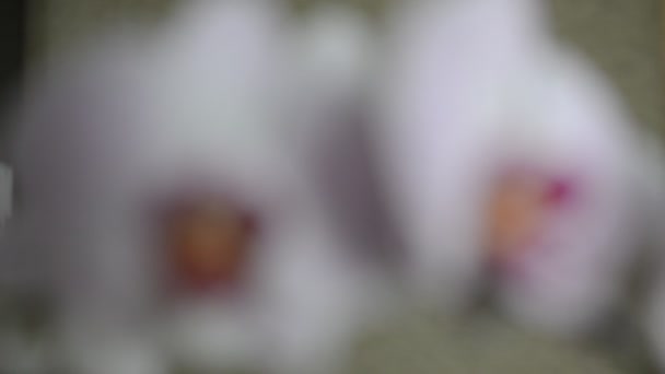 Fleurs multicolores d'une orchidée en fleurs