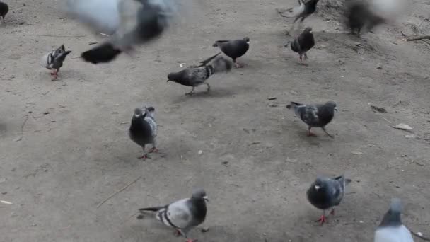 Flock Pigeons Walk Street — Stock Video