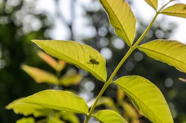 Bitki yaprağındaki bir sineğin silüeti.