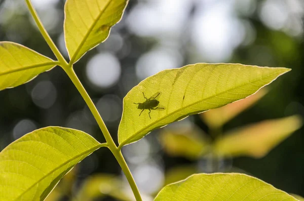 Silhouette Une Mouche Sur Une Feuille Plante — Photo