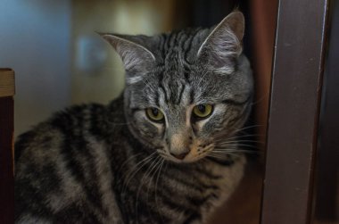 Sevimli gri kedinin baş portresi