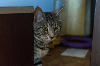 Sevimli gri kedinin baş portresi