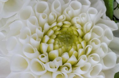 Baharın kır çiçeklerinin makro çekimi