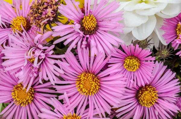 Buquê Flores Silvestres Coloridas Primavera — Fotografia de Stock