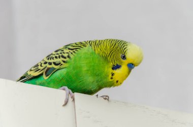 Kapıda oturan sevimli yeşil muhabbet kuşu.