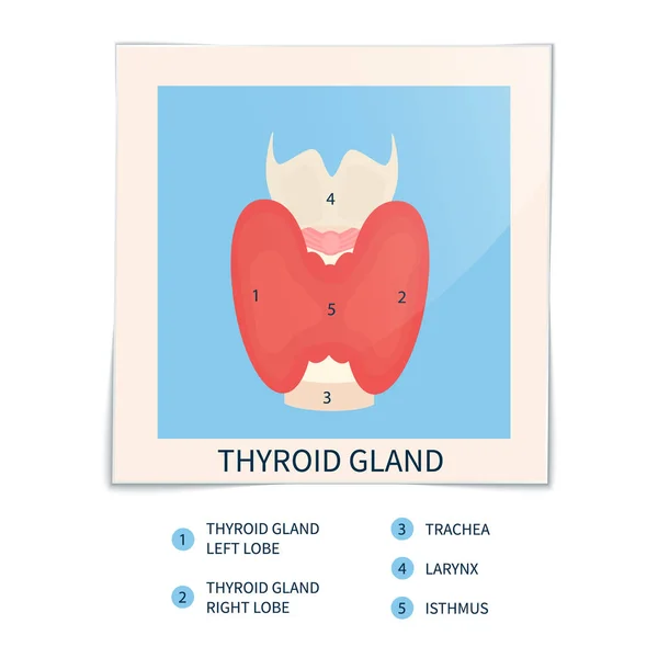Marco de fotos de la glándula tiroides — Vector de stock