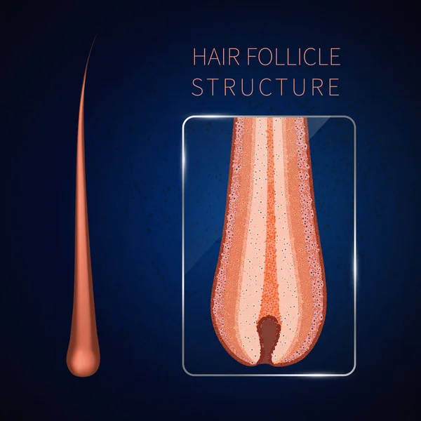 Hair follicle closeup — Stock Vector