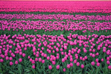 Pembe çiçek açan Lale çiçek Hollanda'da alan