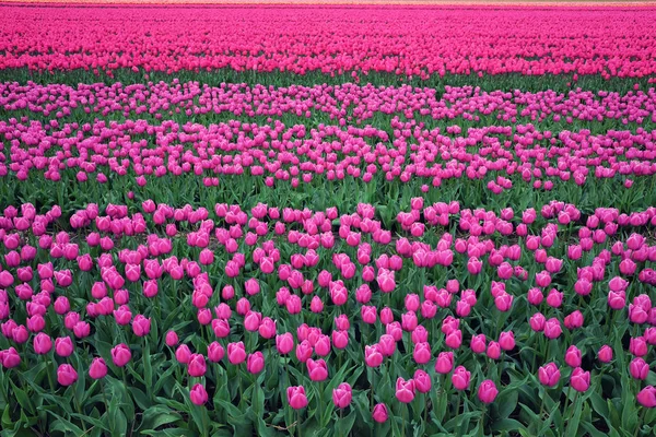 Campo de flores de tulipa rosa florescendo na Holanda — Fotografia de Stock