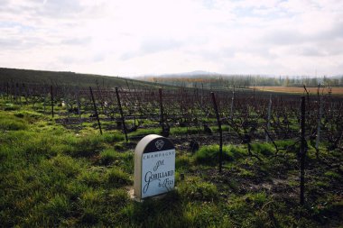 Üzüm bağları Jm Gobillard ve Hautvillers içinde Fils işareti taş