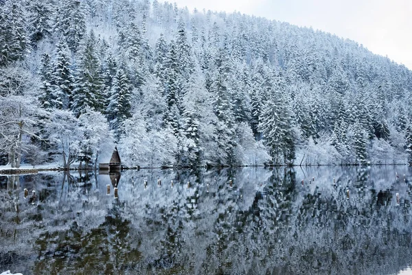 Kışın karlı orman Longemer gölde yansıyan