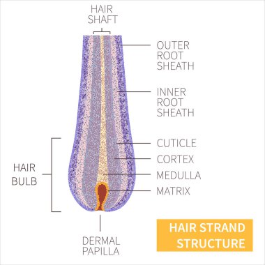 Saç teli anatomik yapı ayrıntılı bilgi iletisi posteri
