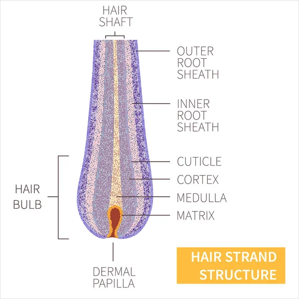 Hair strand anatomical structure detailed infographic poster — Stock Vector