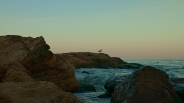 Costa Mar Negro Ensolarada Com Pedras — Vídeo de Stock