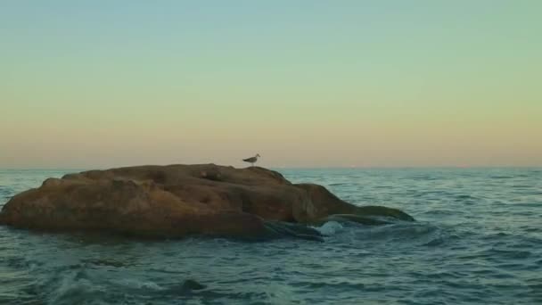 Zonnige Zwarte Zee Kust Met Stenen — Stockvideo