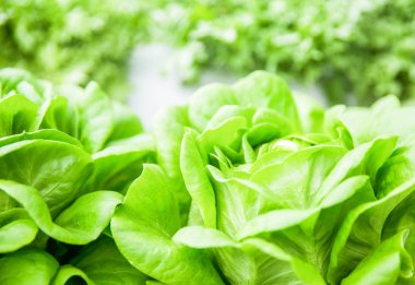 Yeşil salata. Sağlıklı yaşam ve sağlıklı gıda kavramı. Vejetaryen organik gıda.
