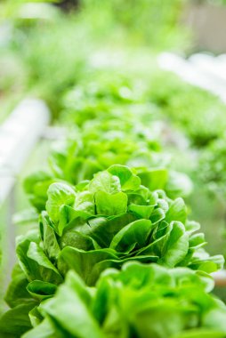 Yeşil salata. Sağlıklı yaşam ve sağlıklı gıda kavramı. Vejetaryen organik gıda.