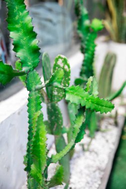 Yaz sokakta kaktüs taşlar büyüyor