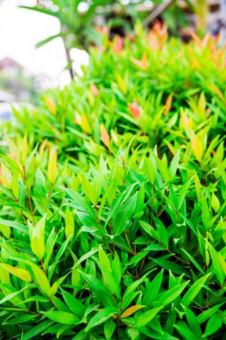 Pembe petal öyle güzel çiçek yeşil bush yaz tatilde doğada. Sokakta bitki yetiştirme