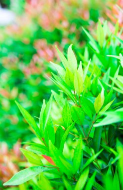 Pembe petal öyle güzel çiçek yeşil bush yaz tatilde doğada. Sokakta bitki yetiştirme