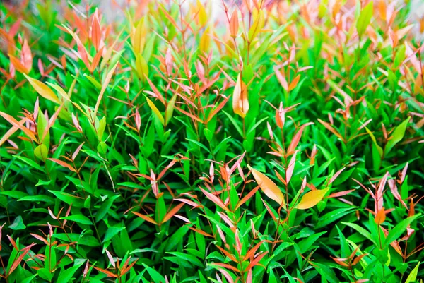 Pembe petal öyle güzel çiçek yeşil bush yaz tatilde doğada. Sokakta bitki yetiştirme