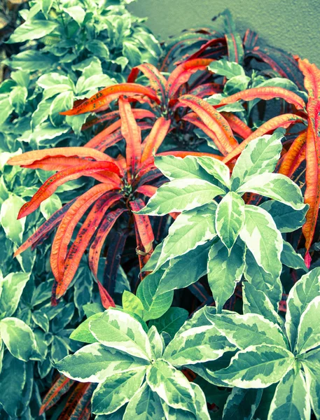 Hermosos Arbustos Verdes Frescos Naturaleza Tropical Verano — Foto de Stock
