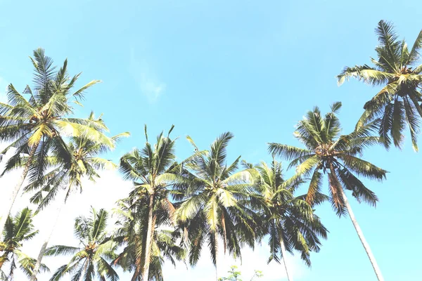 Palmbomen van de onderste weergave. — Stockfoto