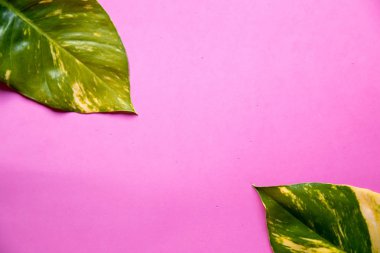 Açık pembe renkli, renkli. Trendy rengiyle üzerine çiçek. Metin için kullanılan