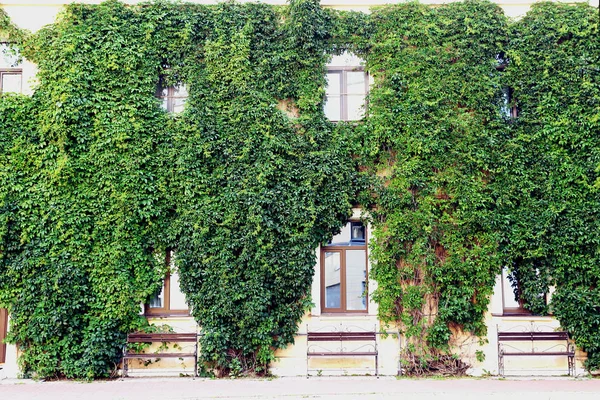 Cerca Hermosas Hojas Verdes Frescas Los Dos Grandes Pisos Construcción —  Fotos de Stock