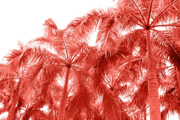 Palm Tropische Bomen Van Onderaanzicht Naar Puur Hemel Levende Koraal — Stockfoto