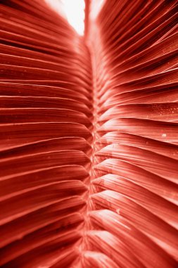 Modaya uygun mercan renkli güzel tropikal büyük yaprak. Tonda doğa kavramı.