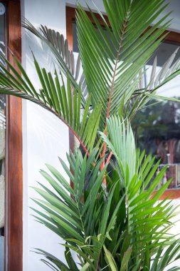 Tropikal palmiye ağacı için beyaz duvar dekorasyon öğesi olarak kapalı..