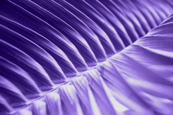 Schöne tropische große Blatt in ultraviolette Farbe getönt. — Stockfoto