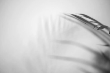 Tropikal palmiye beyaz duvar dokulu arka plan üzerinde gölgeler bırakır.