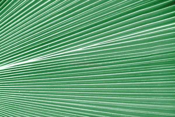 Tropical mint color textured palm leaf background.