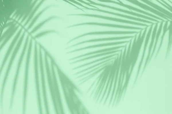 热带棕榈在薄荷颜色纹理墙背景上留下阴影. 图库图片