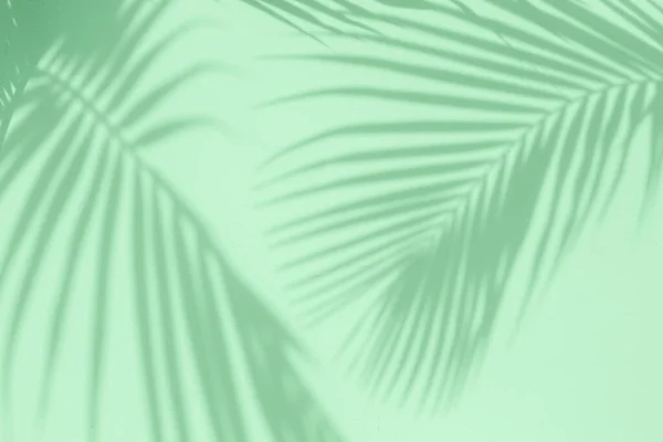 热带棕榈叶阴影薄荷色纹理墙背景 流行的概念 图库图片