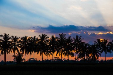 Hindistan cevizi palmiyeleri cennetin renkli günbatımında. Bali, Endonezya.