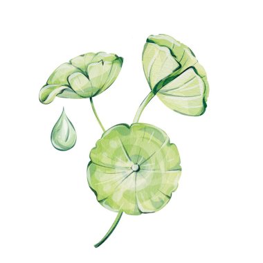 Gotu kola seti, Centella asiatica suluboya botanik klip sanatı, yapraklar. Bitkisel kozmetik, ayurveda tıp organik yaşlanma karşıtı kozmetik ve gerçekçi yeşil yağ damlası.