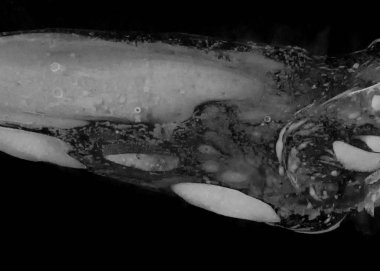 Soyut mürekkep arkaplanı. Mermer tarzı. Beyaz kağıda siyah boya dokusu. Ağ ve oyun tasarımı için duvar kağıdı. Grunge çamur sanatı. Kalem suyunun makro resmi. Koyu Smear