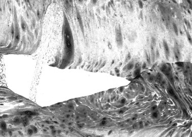 Soyut mürekkep arkaplanı. Mermer tarzı. Beyaz kağıda siyah boya dokusu. Ağ ve oyun tasarımı için duvar kağıdı. Grunge çamur sanatı. Kalem suyunun makro resmi. Koyu Smear