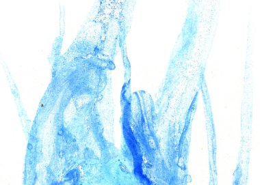 Soyut mürekkep arkaplanı. Mermer tarzı. Beyaz kağıda siyah boya dokusu. Ağ ve oyun tasarımı için duvar kağıdı. Grunge çamur sanatı. Kalem suyunun makro resmi. Koyu Smear