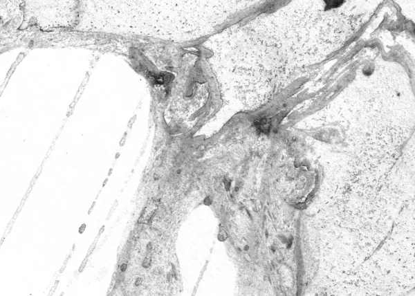 Абстрактный Чернильный Фон Мраморный Стиль Текстура Черного Штриха Белой Бумаге — стоковое фото