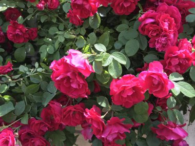 çiçekler ve bitkiler açık havada, kırsal kavram 