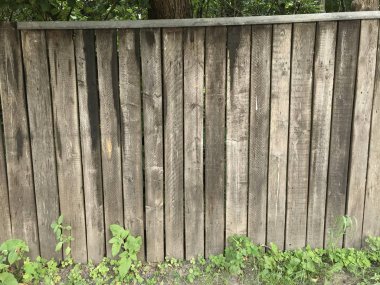 çiçekler ve bitkiler açık havada, kırsal kavram 